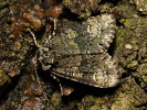 Craniophora ligustri