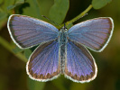 Modráčik vresoviskový - Plebejus argyrognomon