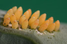 Bělásek zelný - Pieris brassicae