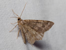 Common Angle - Macaria signaria