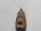 Bramble Shoot Moth - Notocelia uddmanniana