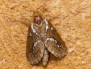 Heidekraut-Wurzelbohrer - Phymatopus hecta