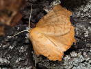 Listnatka jesenná - Ennomos autumnaria