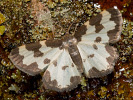 Piadivka liesková - Lomaspilis marginata