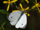 Small White - Pieris rapae