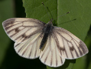 Mountain Green-veined White - Pieris bryoniae